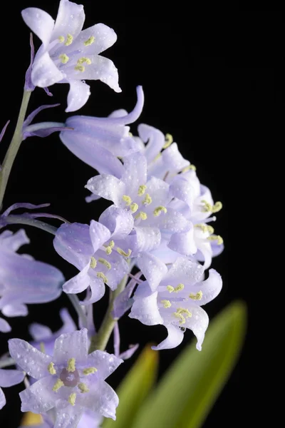 Bluebells flower isolated on black — Stock Photo, Image