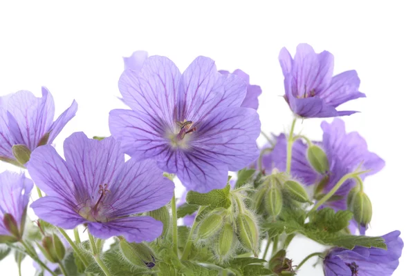 Куча фиолетовых цветов на белом фоне — стоковое фото