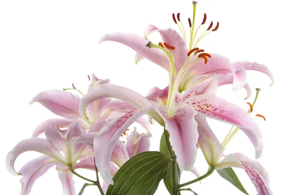 Beyaz üzerine pembe lily çiçek ayrıntı bloom — Stok fotoğraf