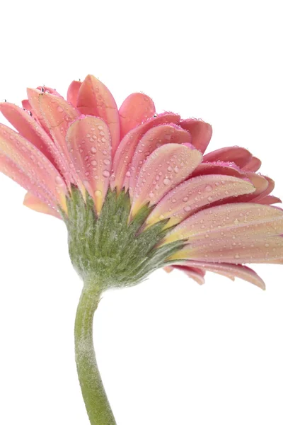 Gerbera Blüten isoliert auf weiß — Stockfoto