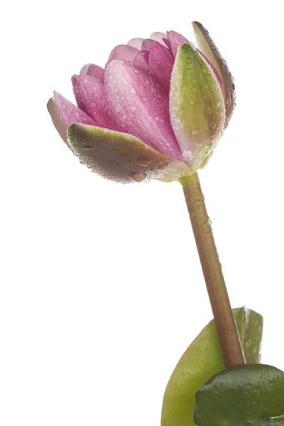 Lotos różowy kwiat na białym — Zdjęcie stockowe
