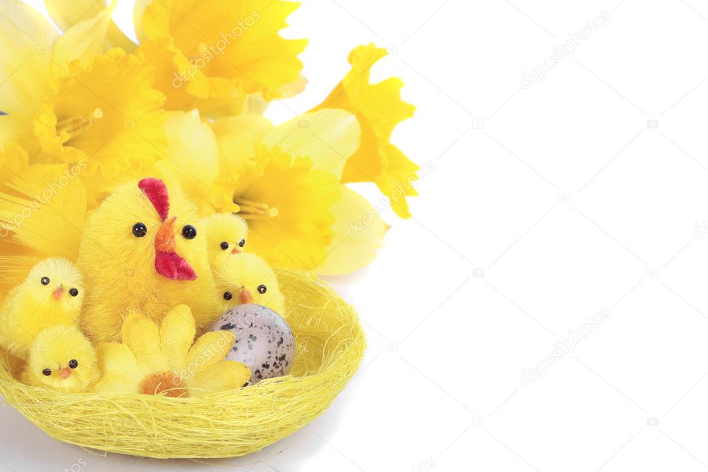 Easter chick eggs over white