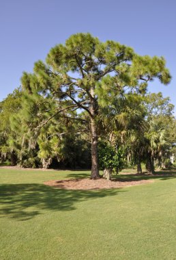 Florida yaprak dökmeyen ağaç