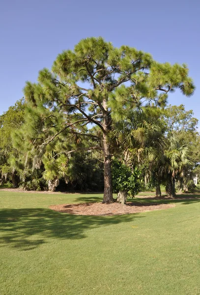 Jehličnatý strom na Floridě — Stock fotografie