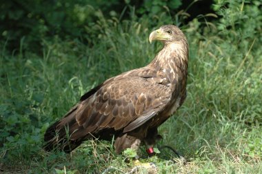 White-tailed eagle clipart