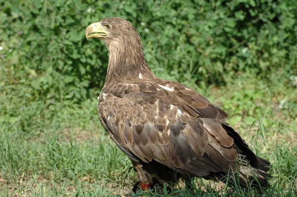 Águila de cola blanca — Foto de Stock