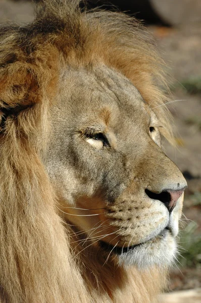 Retrato de un león — Foto de Stock
