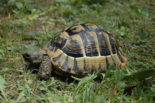 Wilde schildpadden — Stockfoto