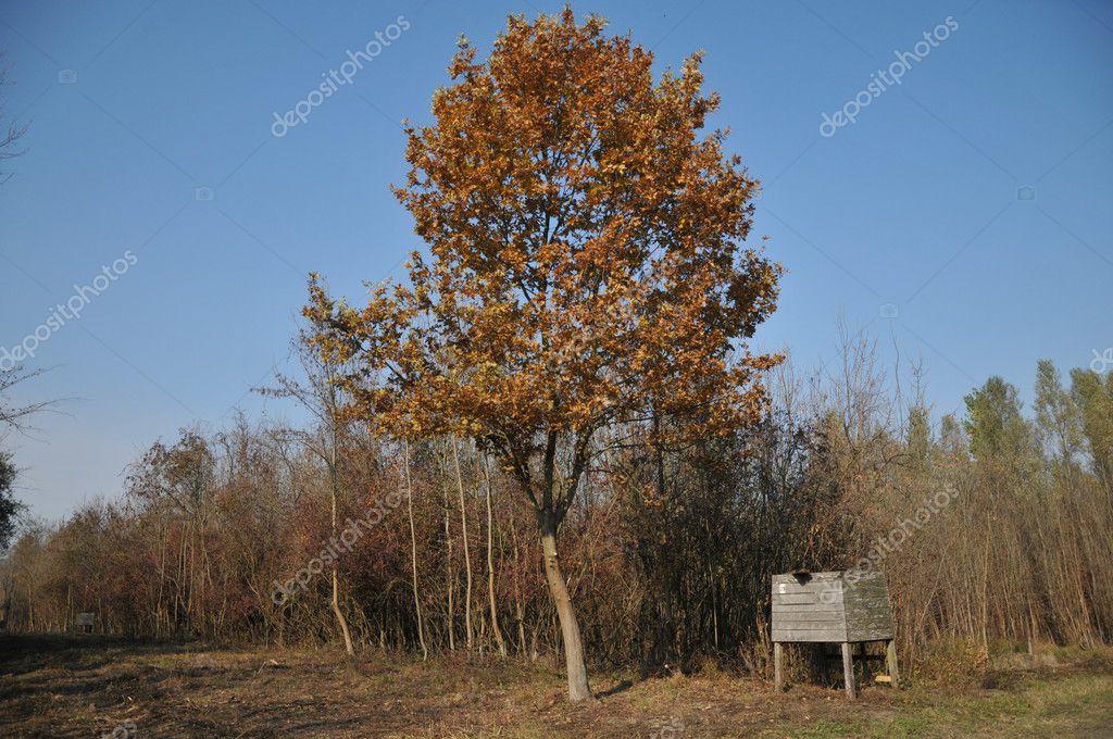 GIOCHI CACCIA AL CINGHIALE SCARICARE
