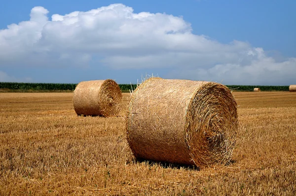 Balles de paille dans le champ — Photo