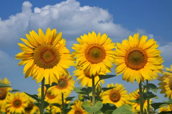 stock image Sunflower flower on a blue sky with clouds