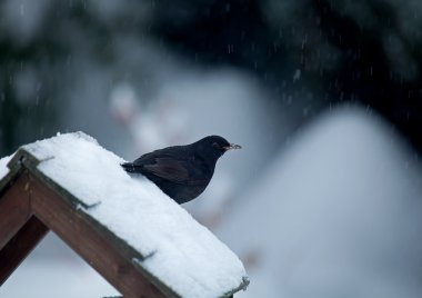 Blackbird karlı kuş tablo