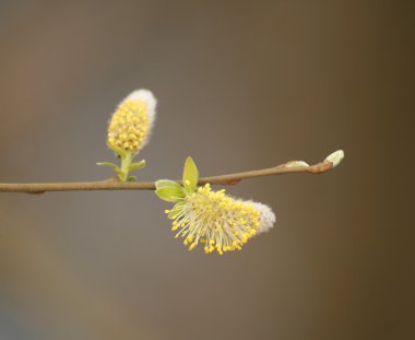 Catkins clipart