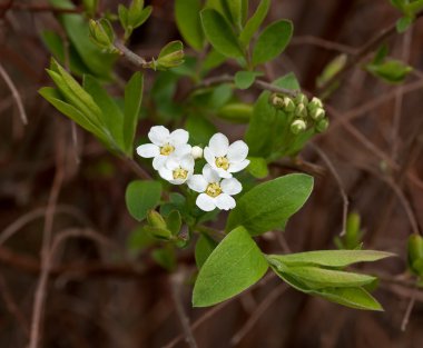 White Spring Flower clipart