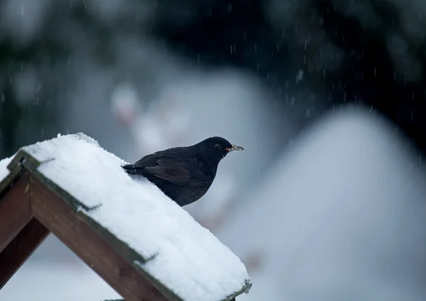 Merel op besneeuwde vogel tafel — Stockfoto