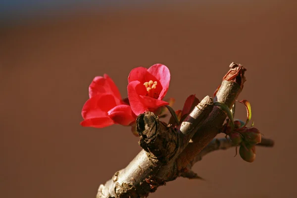 Chaenomeles kwiat — Zdjęcie stockowe