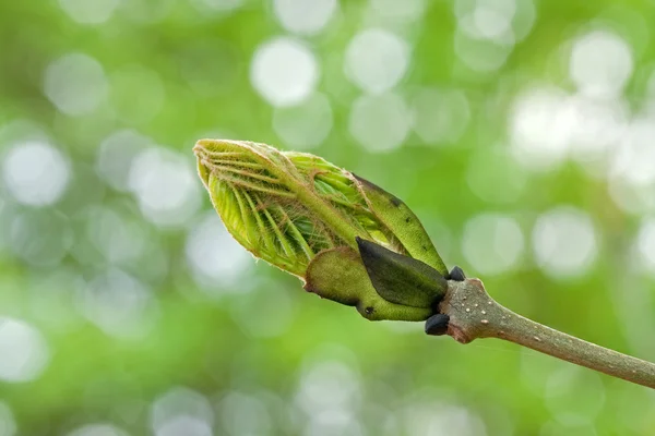 Leaf Bud — Stockfoto