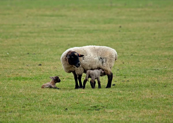 Овцы и ягнята — стоковое фото