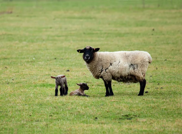 Koyun ve ikiz kuzu — Stok fotoğraf