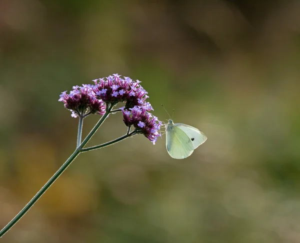 Mały biały motyl na verbena bonariensis — Zdjęcie stockowe