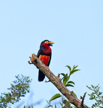 Bearded Barbet clipart