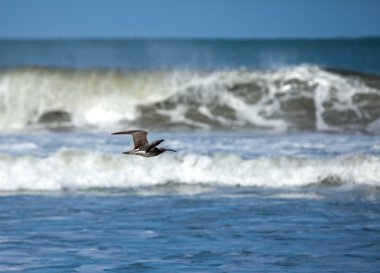 Whimbrel Flying by Ocean clipart