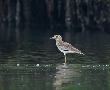 Senegal Thick-knee