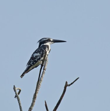 Pied Kingfisher clipart