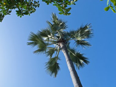 rhun palmiye gökyüzüne karşı