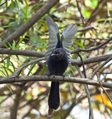 Northern Black Flycatcher