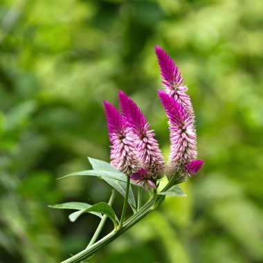 Celosia argentea clipart