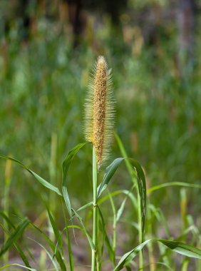 Couscous growing clipart