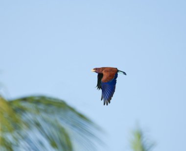 Broad-billed Roller and Palms clipart