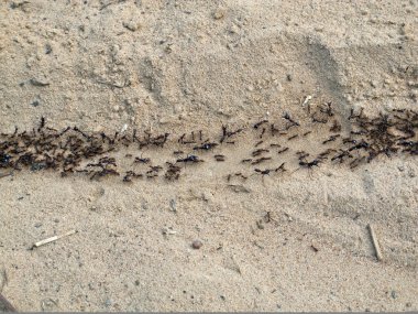 sürücü karıncalar