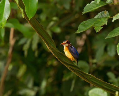 African Pygmy Kingfisher clipart
