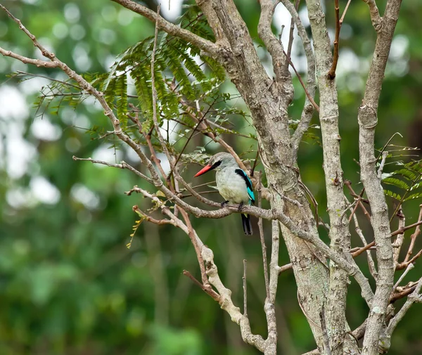 Ormanlık kingfisher — Stok fotoğraf