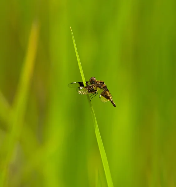 圣卢西亚寡妇蜻蜓 — 图库照片