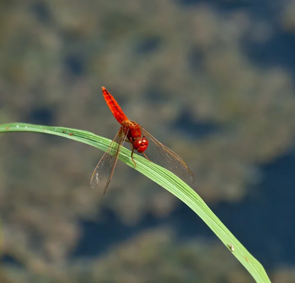 Bâtonnier rouge libellule — Photo