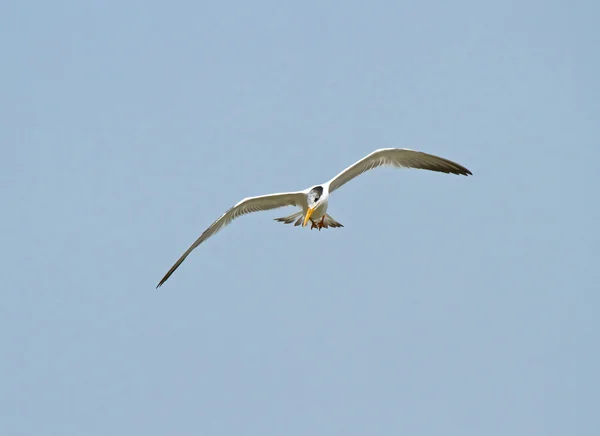 Royal Tern — Stock Photo, Image