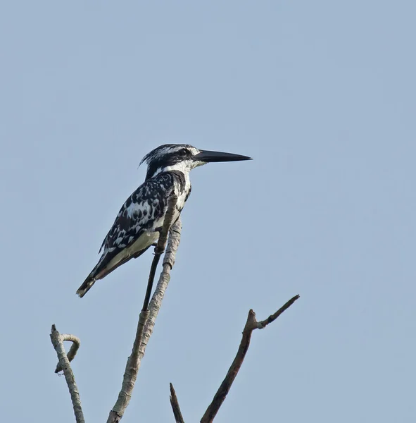 Pied Kingfisher — Stock Photo, Image