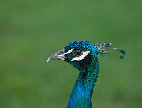 Peacock head shot — Stock Photo, Image
