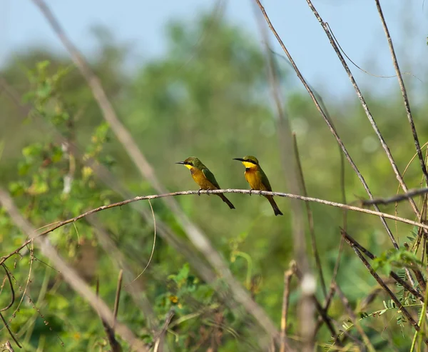 Küçük bee-eaters — Stok fotoğraf