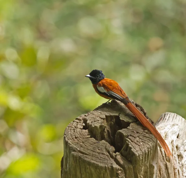 Hybrid Red-bellied X African Paradise Flycatcher — Stock Photo, Image