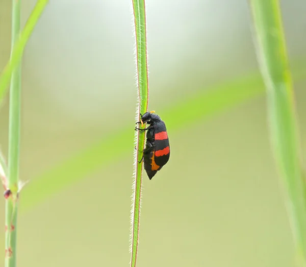 Iki şeritli blister böceği — Stok fotoğraf