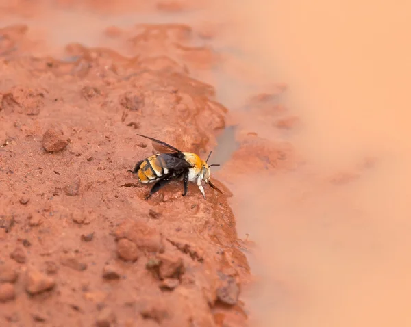 Гамбия пчела — стоковое фото
