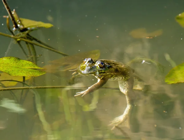 Frosch schwimmt — Stockfoto