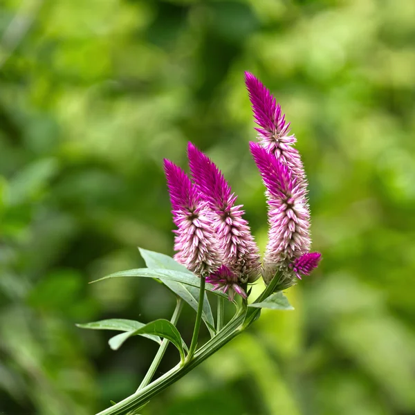 Celosia argentea — Stock Photo, Image