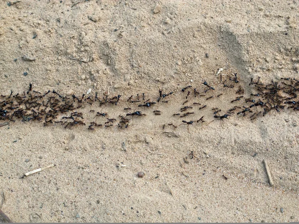 Semut Penggerak — Stok Foto