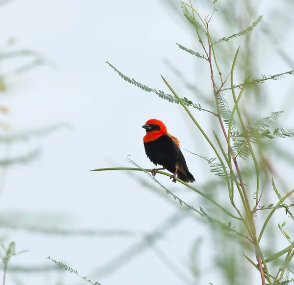 빨간 주교 검은 날개 — 스톡 사진