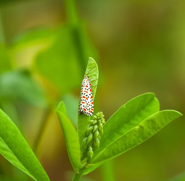 Багрово-пятнистая бабочка — стоковое фото